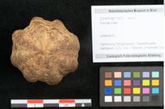 Foto (Objekt + Etikett) von Plantae indet.  (NHMW-GEO-2024-0188-11572)